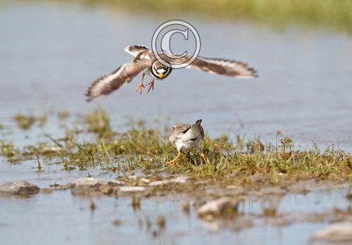 Ringed Plovers DM1085